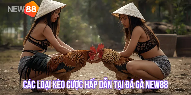 Các loại kèo cược hấp dẫn tại đá gà NEW88
