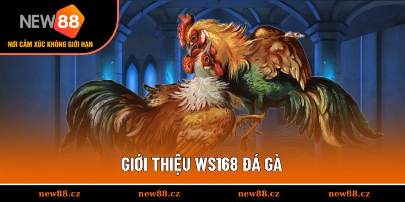 Giới thiệu Ws168 đá gà