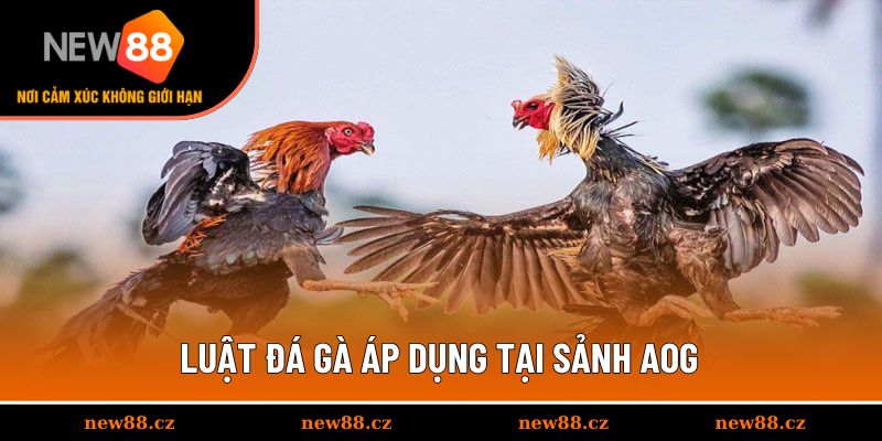 Luật đá gà áp dụng tại sảnh AOG